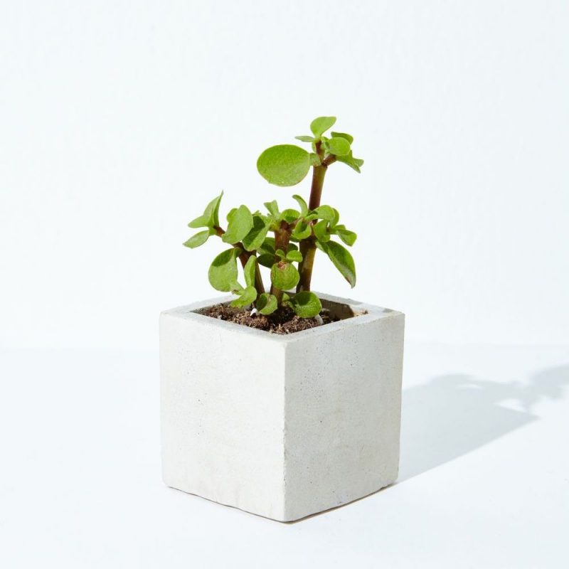 A vertical shot of a houseplant in a concrete flowerpot on a white background