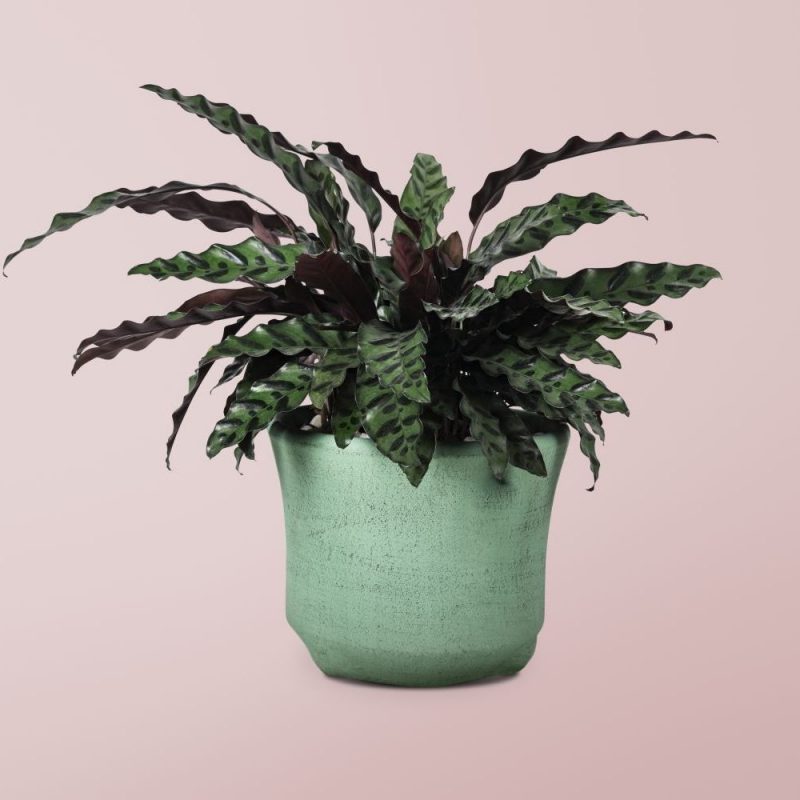 Calathea plant in a pot