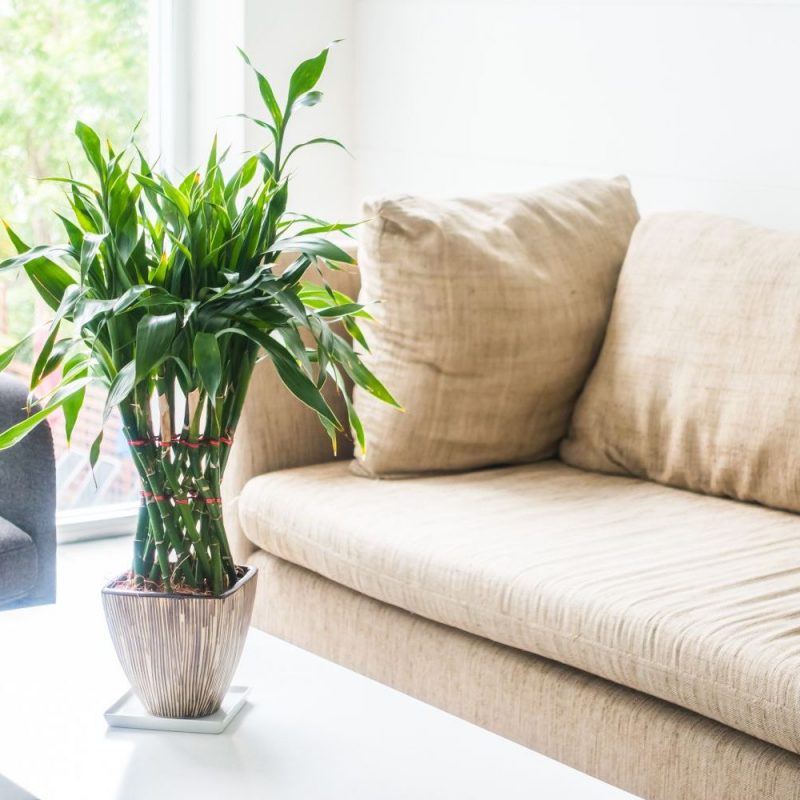 Vase plant decoration with sofa interior of living room